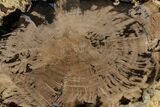 Polished Petrified Wood (Schinoxylon) Round - Wyoming #184840-1